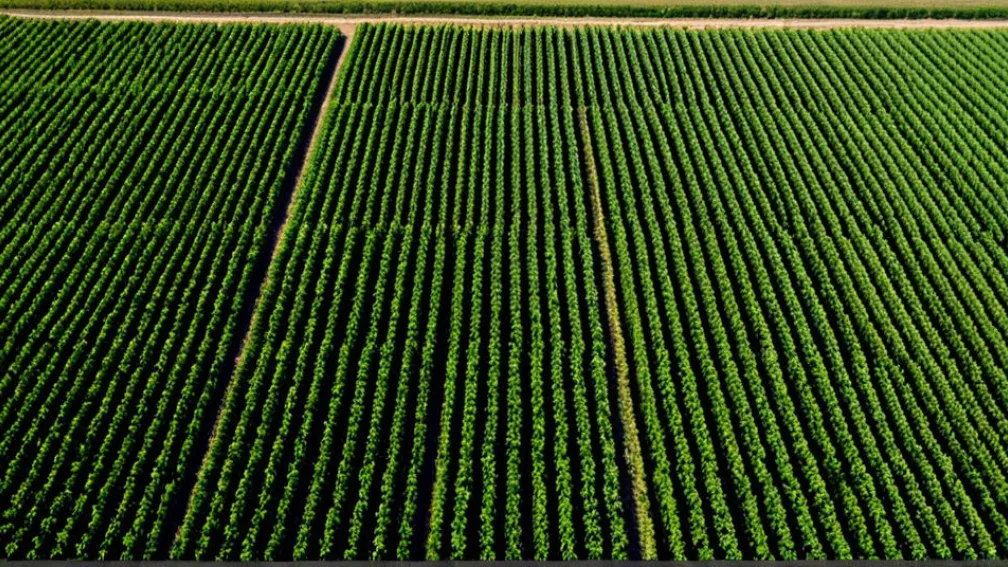 Переваги машинного навчання в сільському господарстві