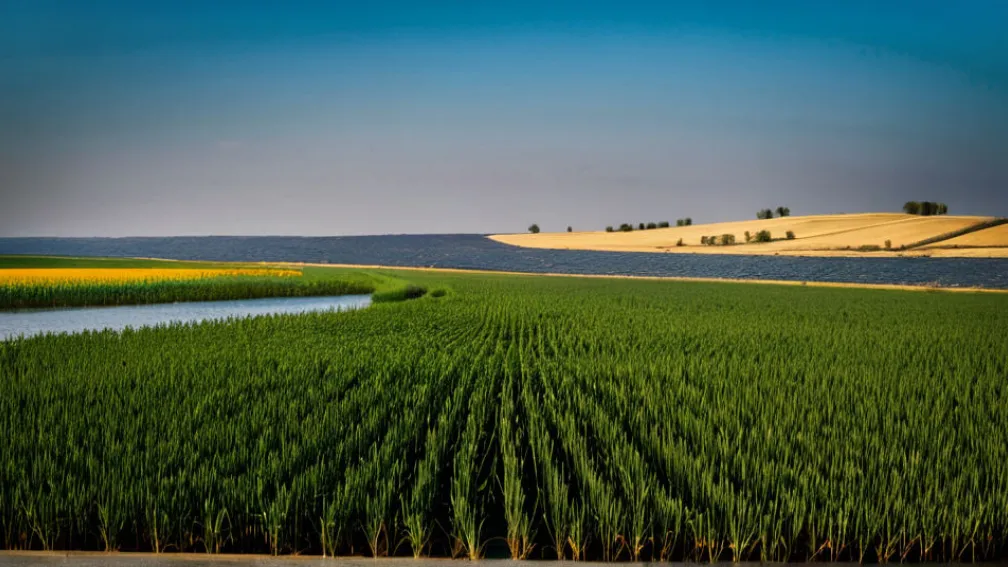 Історія та розвиток української мови