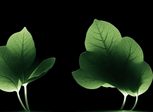 Вчені вперше сфотографували «ауру» живих організмів: що показали знімки?