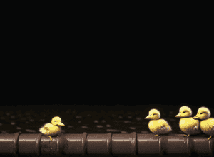 У Німеччині пожежники врятували трьох каченят, що впали до каналізації