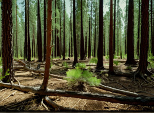 Ліси Баден-Вюртемберга: ялини відновлюються, ялиці залишаються проблемними