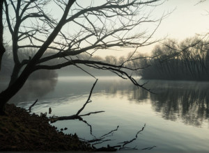 У районі Лейпцига оголошено тривогу через пташиний грип: виявлено нові випадки серед диких птахів