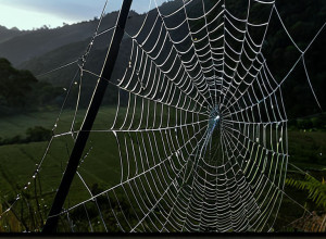 Вчені знайшли найбільшу у світі павутину, створену величезною спільнотою павуків