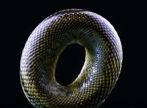 Короткий вступ до Python