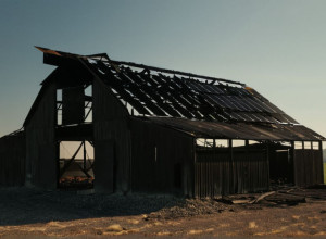 Пожежа на півночі Німеччини: 70 телят загинули у вогні, поліція розслідує причини