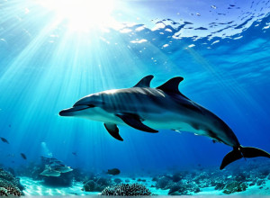 Dertour припиняє пропонувати шоу з дельфінами та косатками: Великий німецький туроператор змінює підхід до зоотуризму