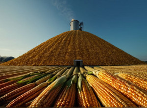 У Німеччині створили гігантський "кукурудзяний Еверест" для виробництва біогазу