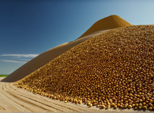 Рекордний врожай кукурудзи в Німеччині: Гігантська гора зерна забезпечить біопаливом 900 навколосвітніх подорожей