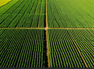 Переваги використання ШІ в сільському господарстві