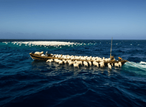 Тисячі овець борються за життя: Драматична рятувальна операція в Аденській затоці після корабельної аварії