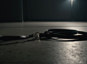 Колишнього солдата засудили за жорстоке вбивство бульдога у Берліні