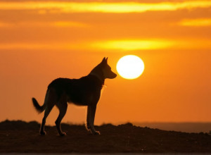 Врятований від загибелі: Історія Миро, пса з Боснії, що знайшов новий дім
