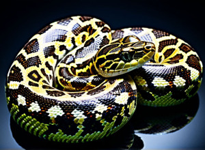 Програмування на Python