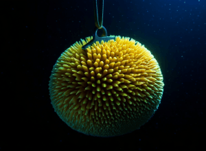 Смертоносний «М'яч Смерті»: Вчені виявили нового хижака у Південному океані