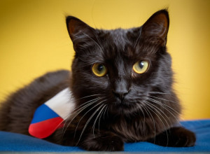 Ласкаво просимо у світ котів!