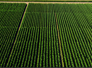 Переваги машинного навчання в сільському господарстві