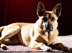 ЄС посилює заходи: Незаконна торгівля тваринами буде зупинена