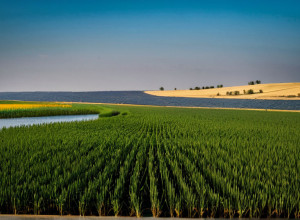 Історія та розвиток української мови
