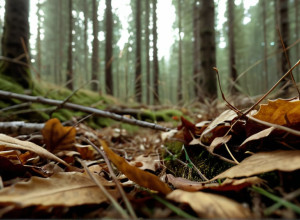 Бабезіоз у собак: "Собача малярія" поширюється в Європі – як розпізнати та захистити улюбленця