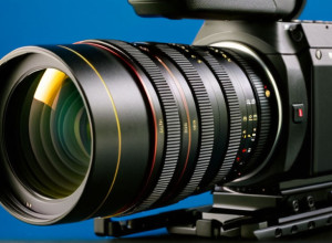 Прогулянки з котами на повідку: думка експертів