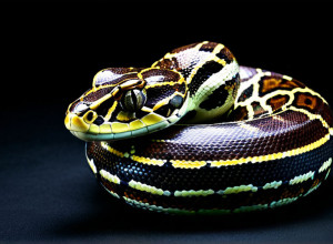 Застосування Python у веб-розробці