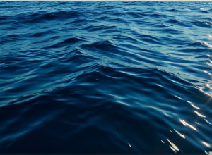 Трагедія біля берегів Австралії: Туристка зі Швейцарії загинула після нападу акули