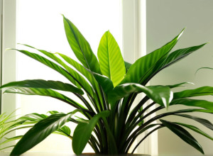 Монстера та інші: 5 кімнатних рослин, що найкраще очищають повітря