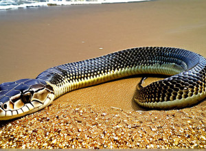 Десятки отруйних морських змій викинуті на берег в Австралії