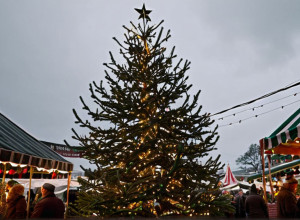 Скандал на німецькому різдвяному ринку: Кипарис замість ялинки обурив мешканців Вайдену