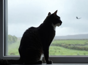 Перша смерть кота від пташиного грипу в Німеччині: власників тварин закликають до пильності