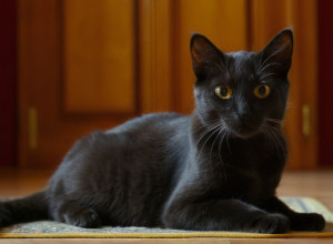 Ласкаво просимо у світ кішок!