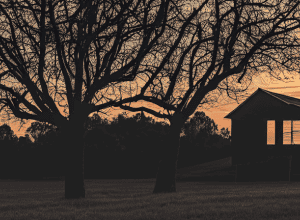 Трагедія: Бик вбив фермера на Хессені