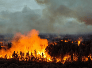 Лісові пожежі в Азії: десятки загиблих, серед жертв пожежники