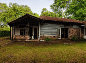 Спадщина з «сюрпризом»: знайдено плантацію канабісу