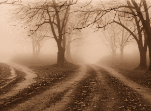 Зустріч з вовком: чоловік зберіг спокій