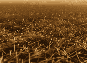 Пожежі на трасі Ф-1 в Японії: тренування перервано