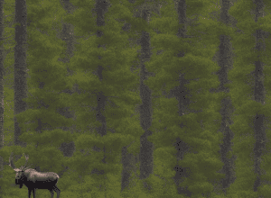 Аварія на A4: Лось вибіг перед авто і загинув