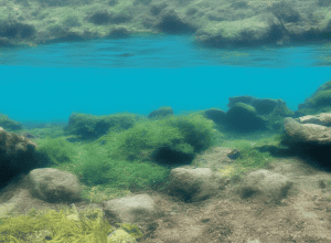 Пошуки поліції біля Лейпцига: Чи знайшли водолази тіло в озері?