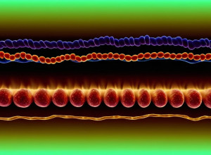 Дослідники з'ясували: Хто точно не повинен пропускати сніданок