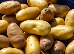 Проблема надлишку виробництва: німецькі фермери змушені знищувати тонни картоплі