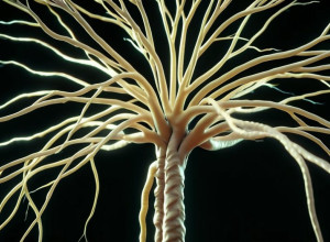 Аніка Шрайбер: Життя з розсіяним склерозом та джерело натхнення