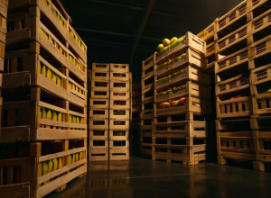 Знахідка на 20 мільйонів євро: Понад 500 кг кокаїну випадково потрапили до супермаркетів Німеччини