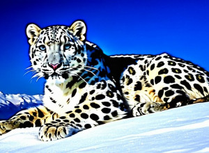 Сніговий барс: символ гір та дикої природи