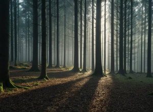 Кабінет Баварії затвердив суперечливу реформу мисливського законодавства після місяців суперечок