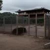 Жорстоке пограбування зоопарку в Німеччині: викрадено пожертви, загинули рідкісні тварини