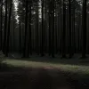 У Німеччині знайшли мертвою дівчину після техно-вечірки в лісі: поліція шукає свідків серед учасників рейву