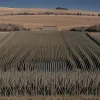 Посилений контроль на кордонах Німеччини: чи справді зупиняє нелегальну міграцію?