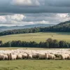 Корова Лайла виросла серед овець і думає, що вона одна з них: Зворушлива історія з Німеччини