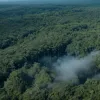 Знищення тропічних лісів досягло максимуму за 20 років: втрачена площа як Панама