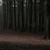 У лісі під Ахеном (Німеччина) знайшли частину людського тіла: Поліція веде розслідування